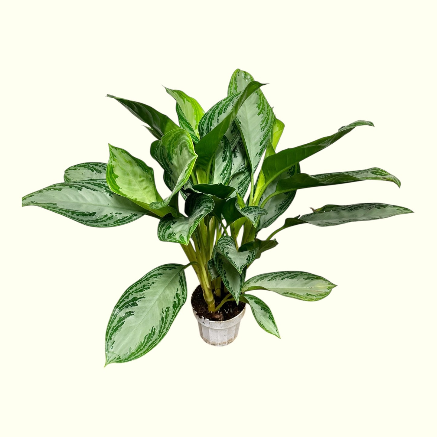 Chinese Evergreen