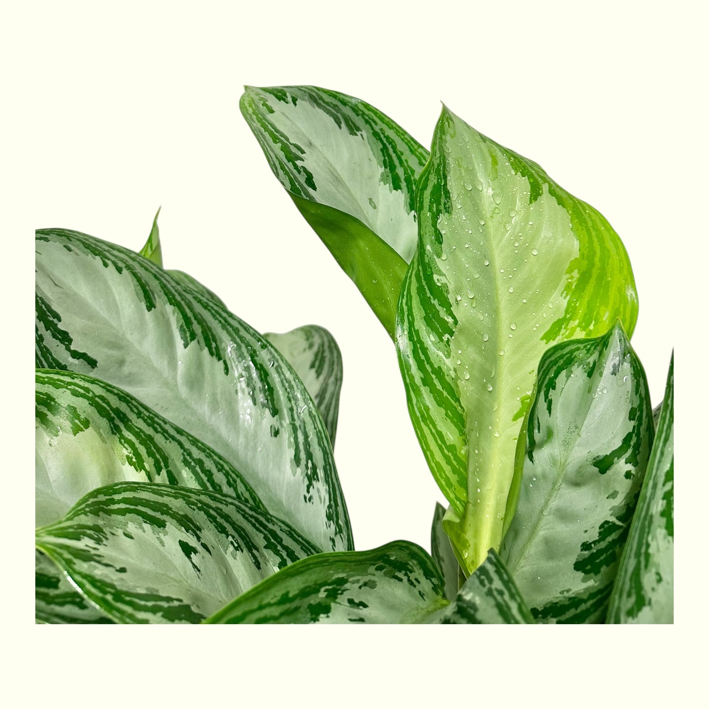 Chinese Evergreen