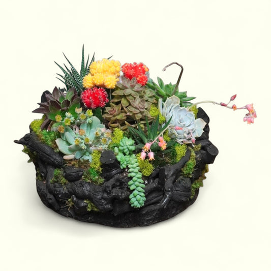 Black Drift Garden