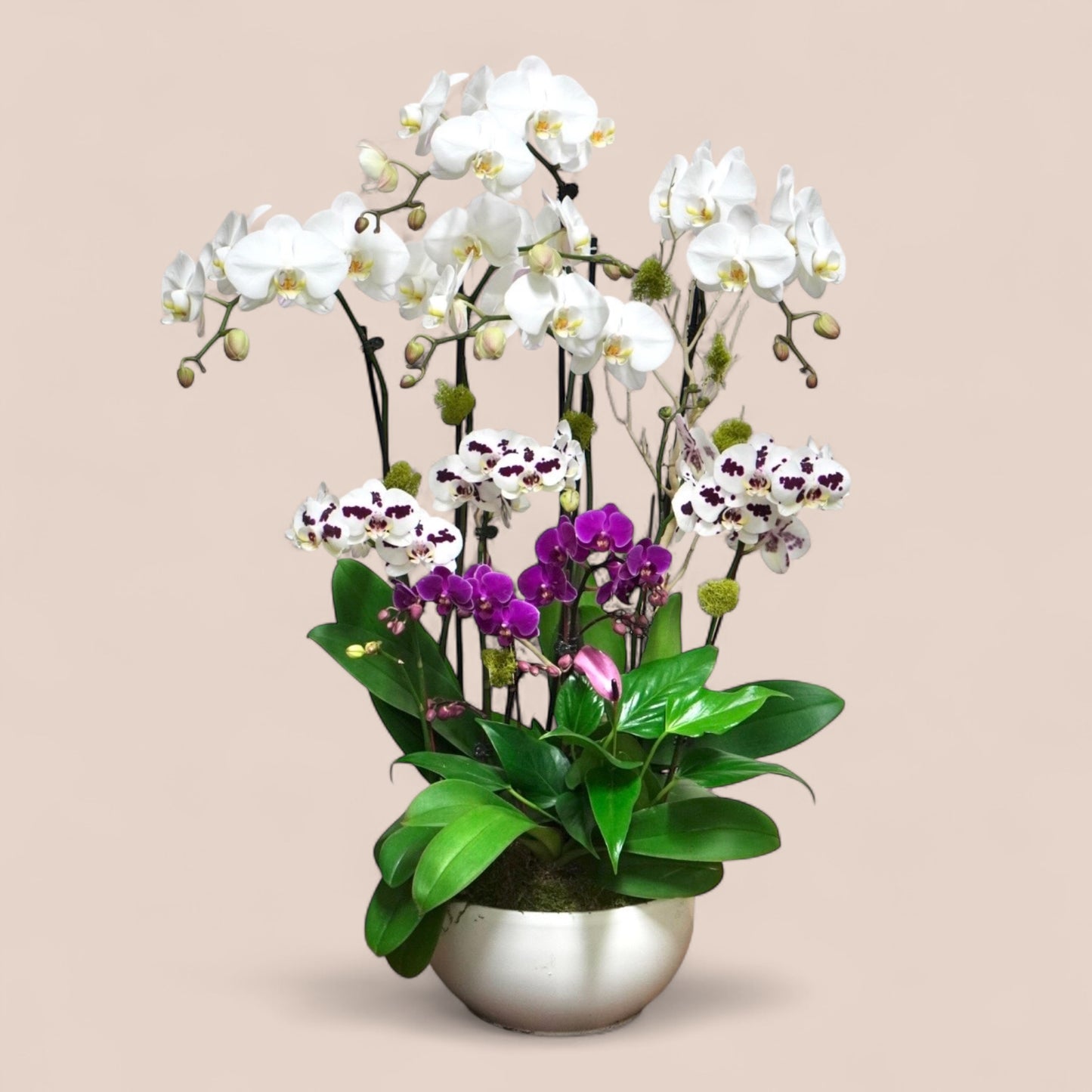 Harmony Bloom
