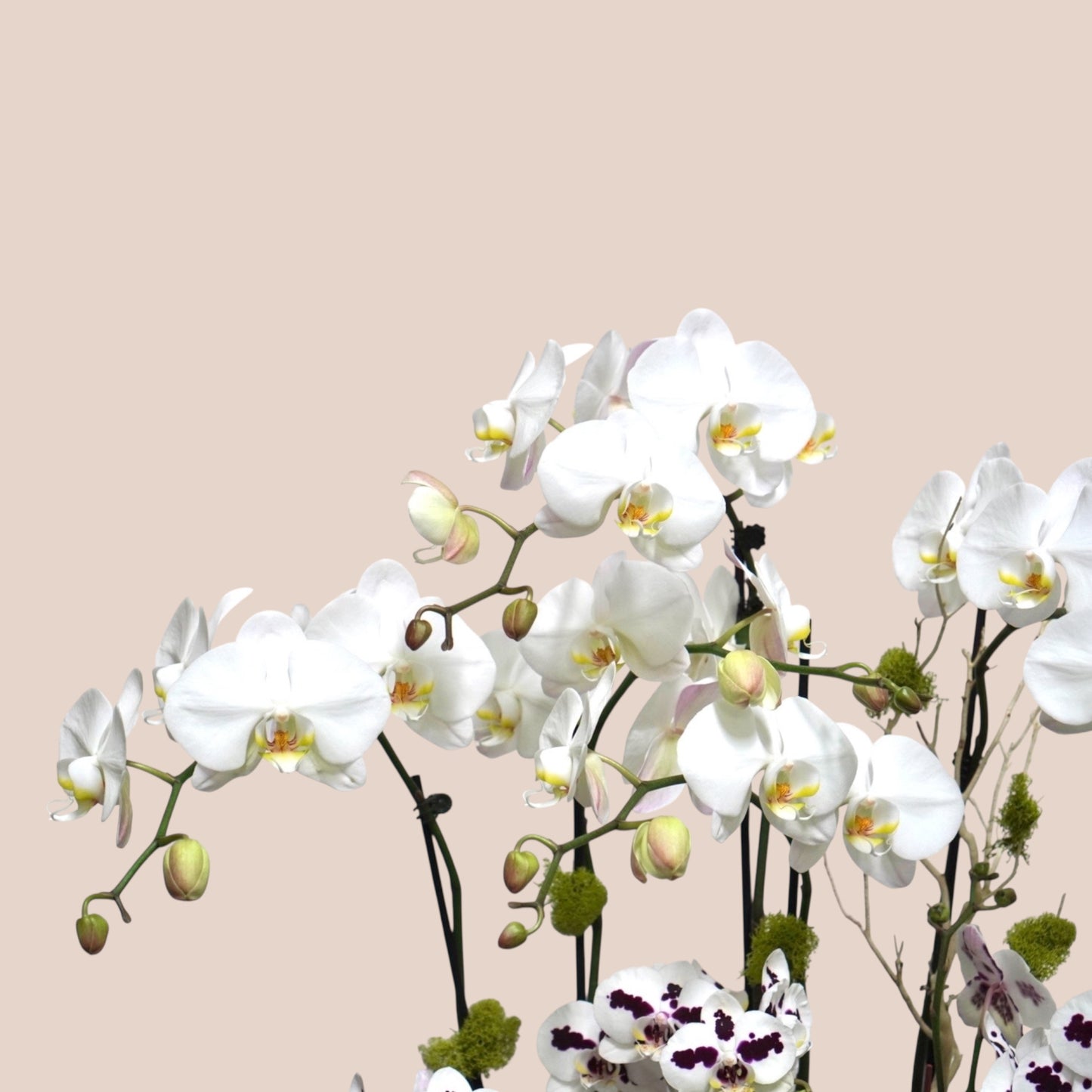 Harmony Bloom