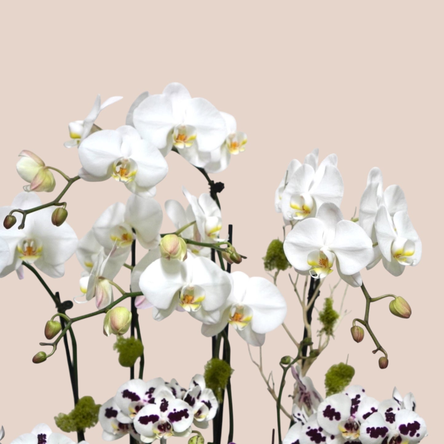 Harmony Bloom
