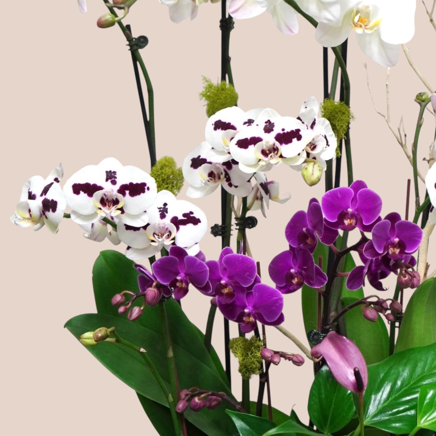 Harmony Bloom
