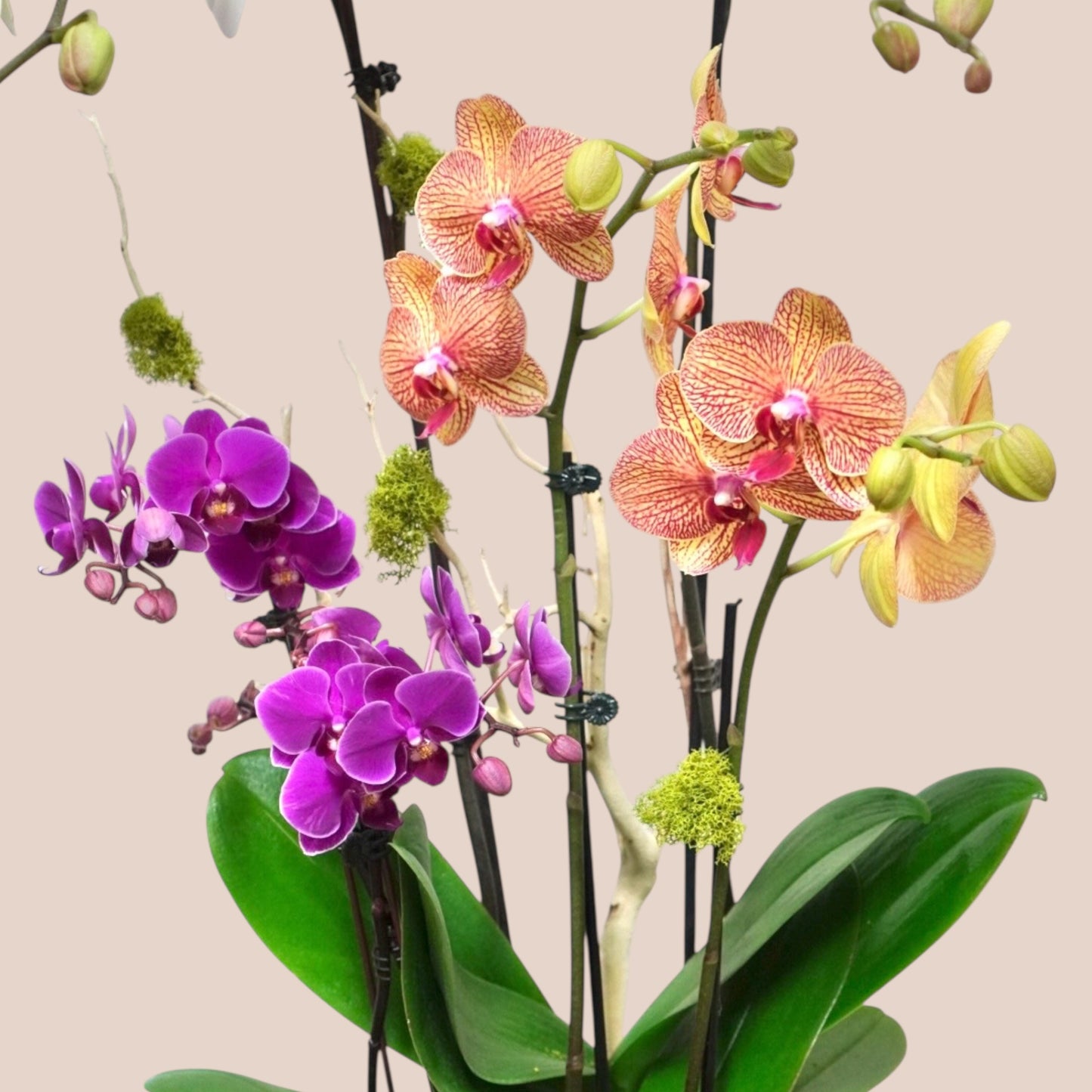 Orchid Carnival