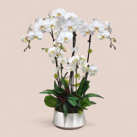 Elegant Cascade