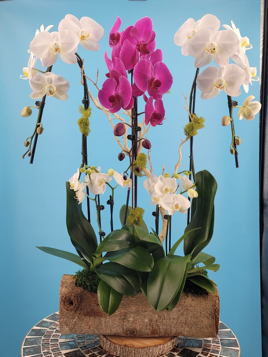 Orchid 008L