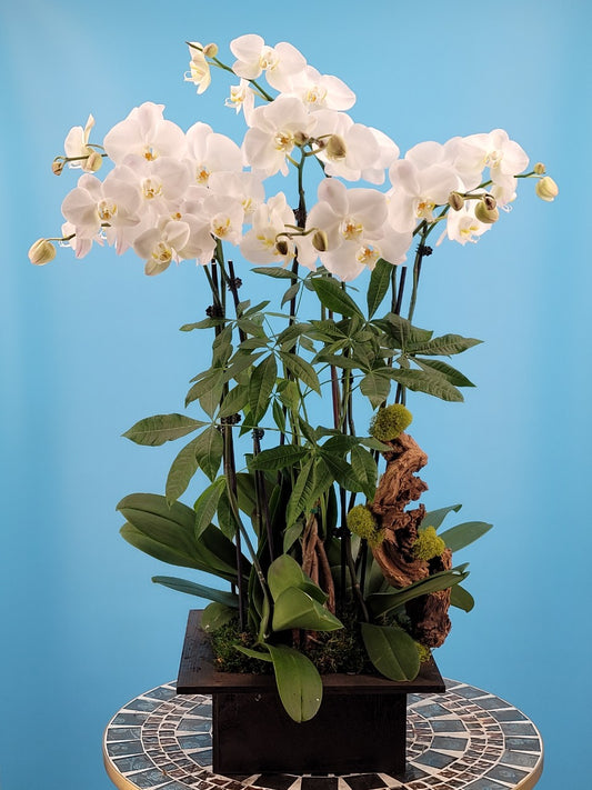 Orchid 010L