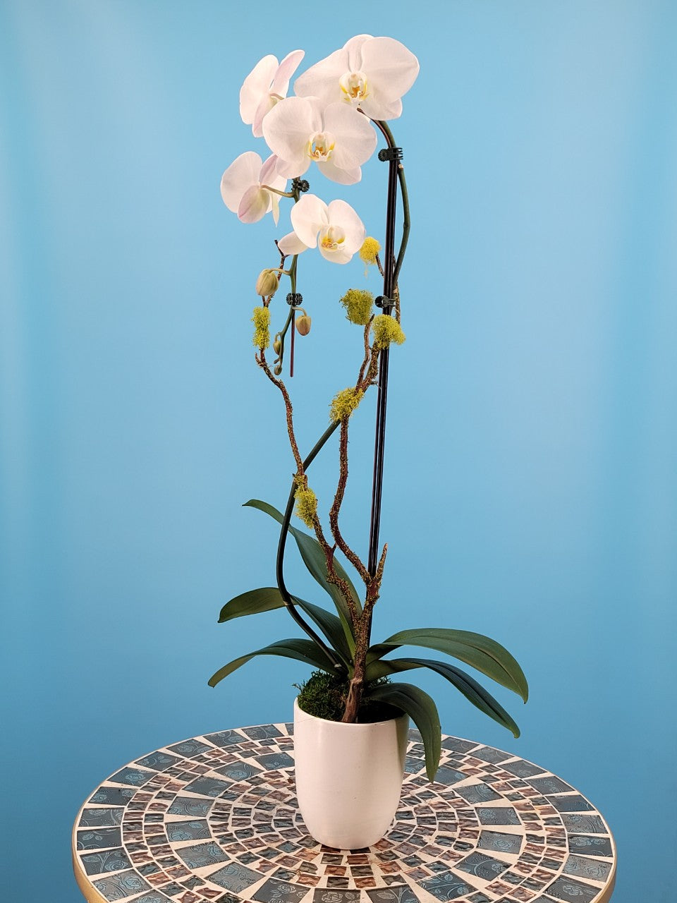 Orchid 008S