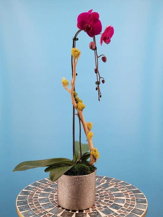 Orchid 009S