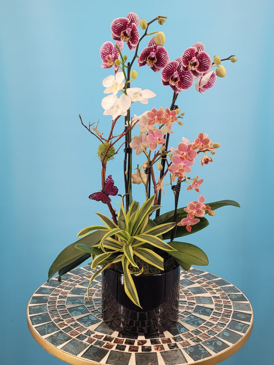 Orchid 011M